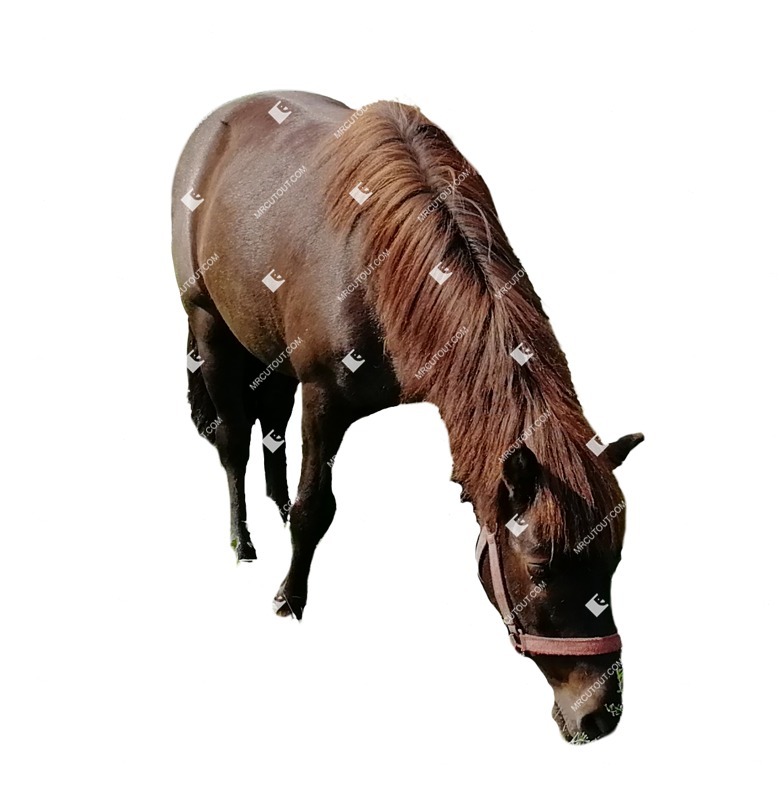 Other animal png animal cut out (6823)