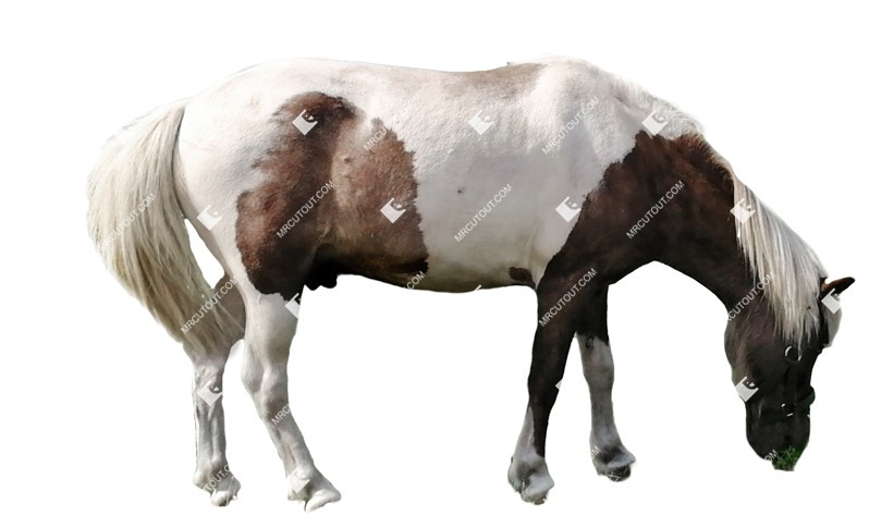 Other animal png animal cut out (6783)