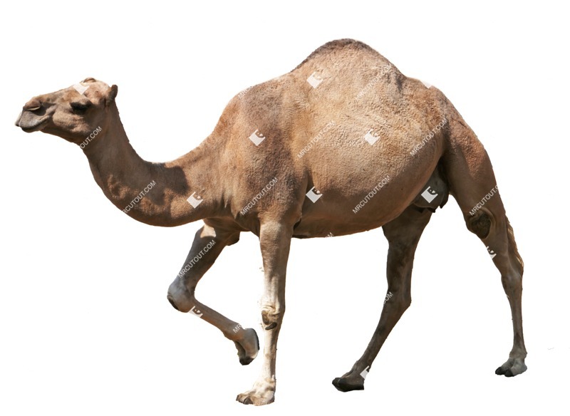 Other animal png animal cut out (6784)