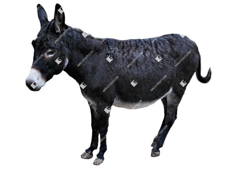 Other animal png animal cut out (6862)