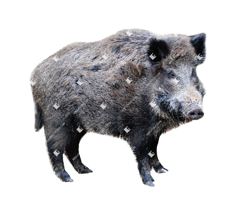 Other animal png animal cut out (6863)