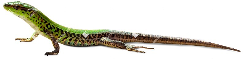 Other animal cut out animal png (7040)