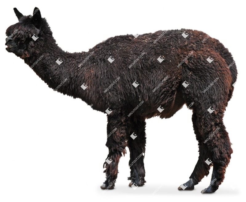 Other animal cut out animal png (6955)