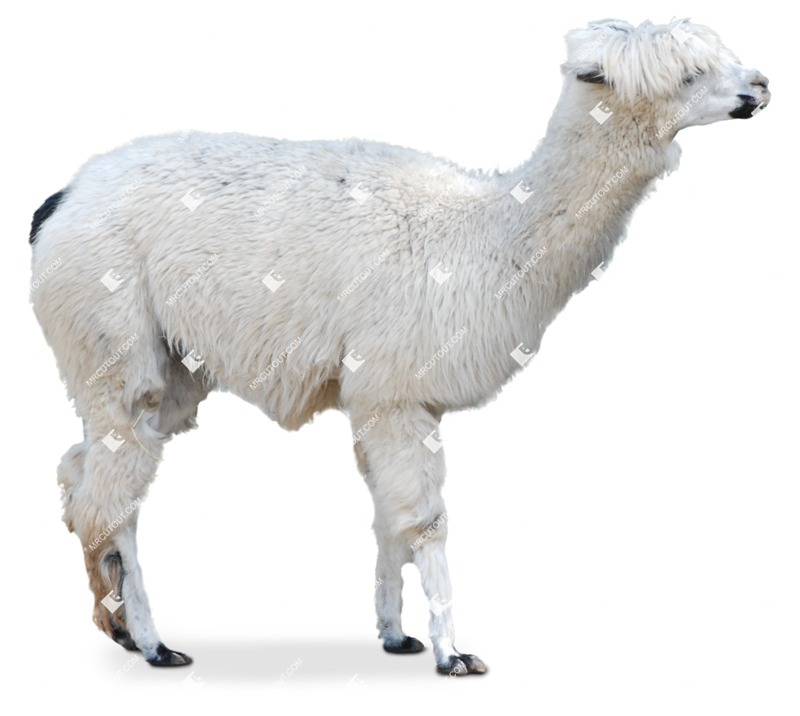 Other animal cut out animal png (7041)