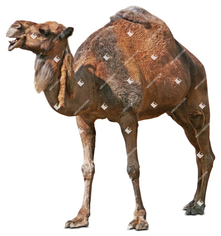 Other animal cut out animal png (7444)
