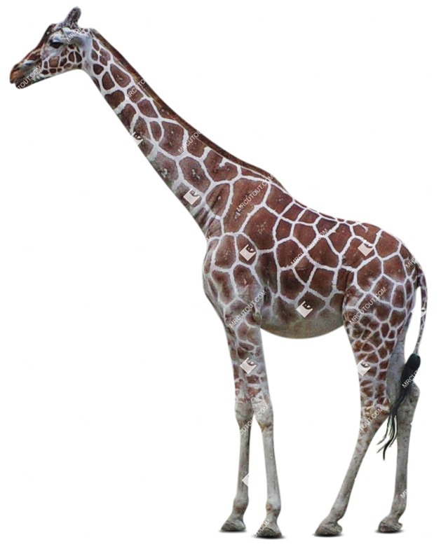 Other animal cut out animal png (7445)