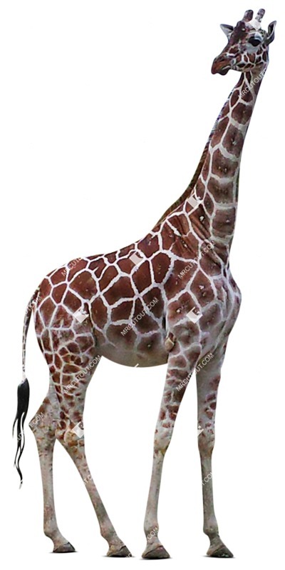 Other animal png animal cut out (7418)