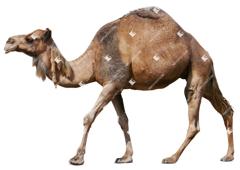 Other animal png animal cut out (7545)