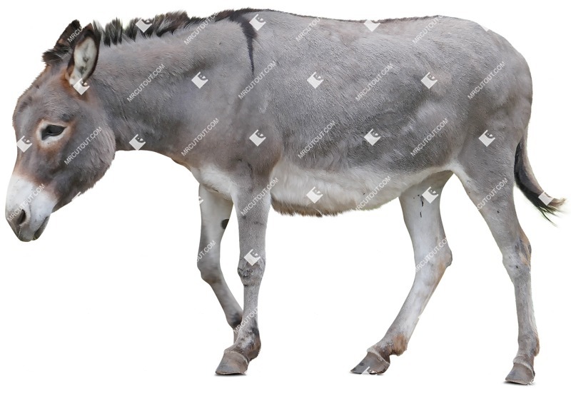 Other animal png animal cut out (7546)