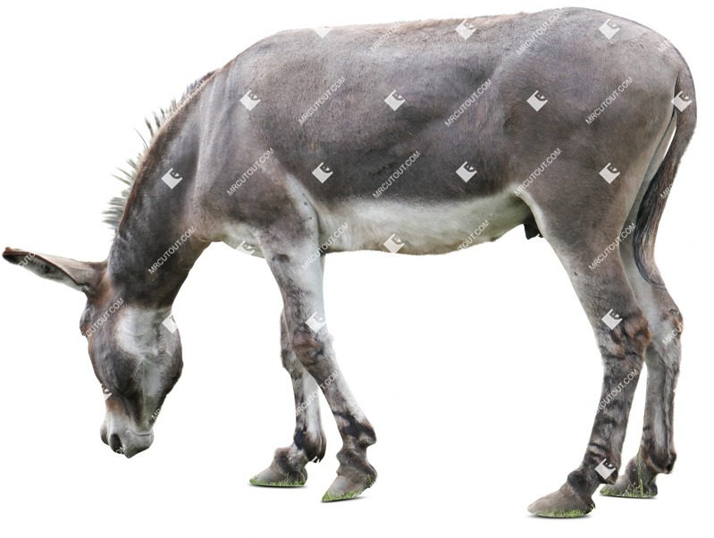 Other animal png animal cut out (8339)