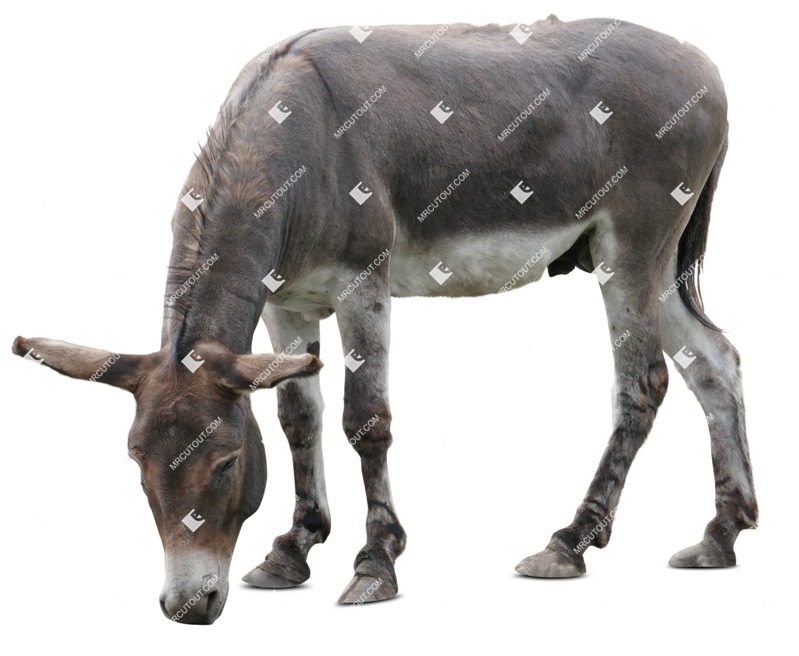 Other animal png animal cut out (8088)