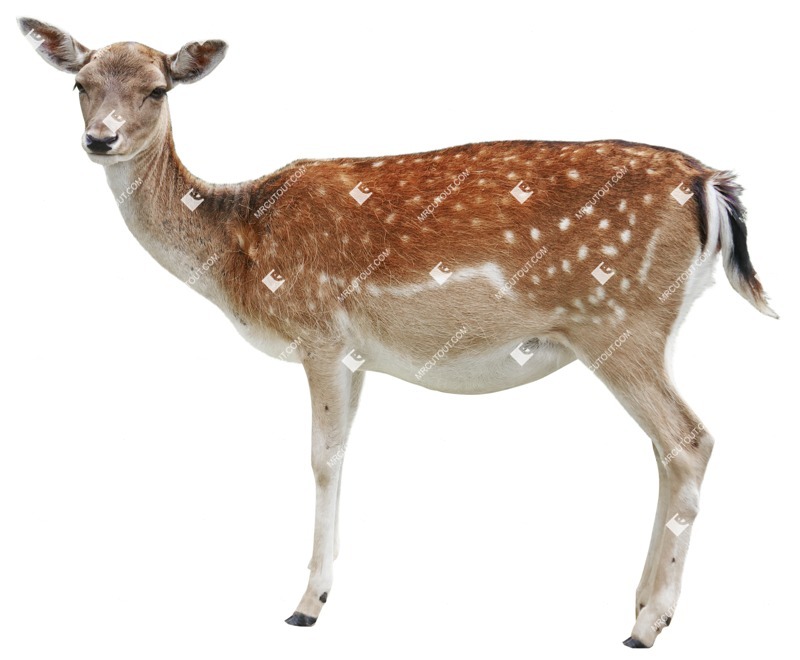 Other animal png animal cut out (7506)