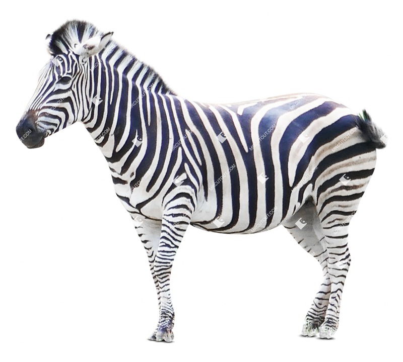 Other animal cut out animal png (7727)