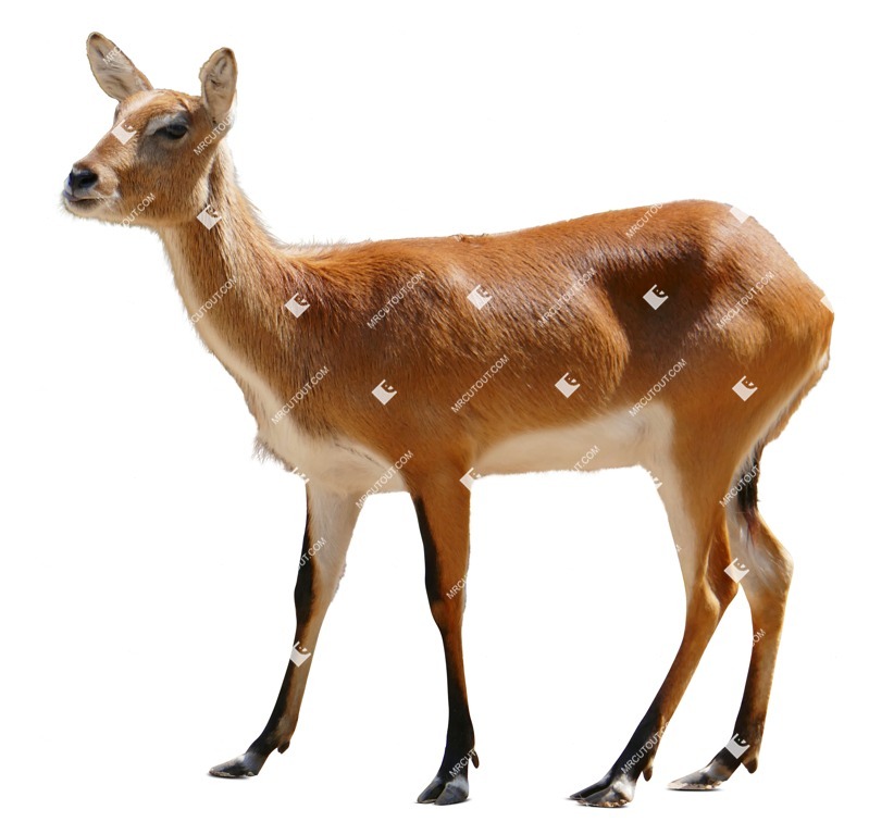 Other animal cut out animal png (7790)