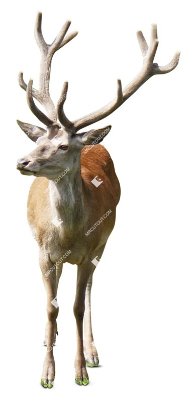 Other animal cut out animal png (7615)