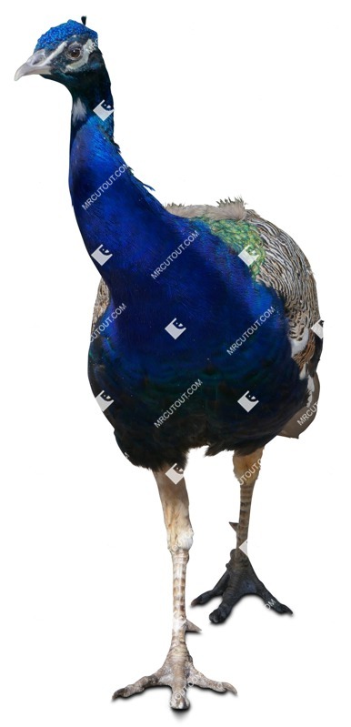Other animal cut out animal png (7691)