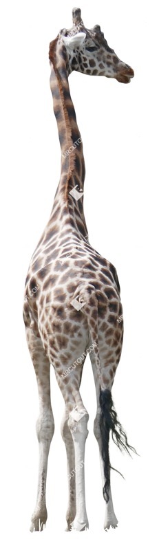 Other animal cut out animal png (7588)