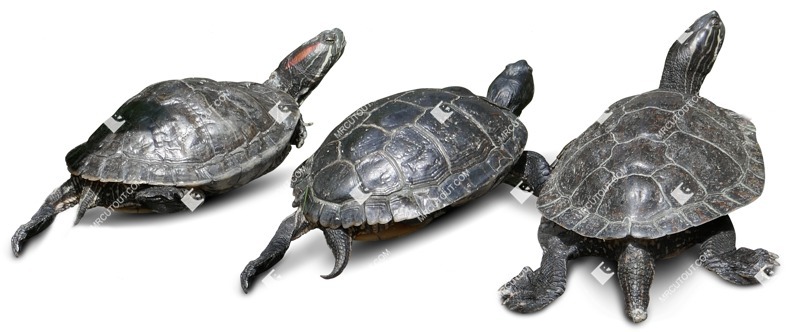 Other animal cut out animal png (7589)