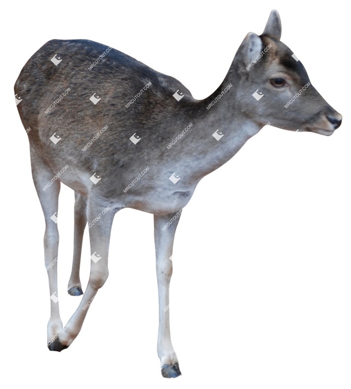Other animal png animal cut out (8493)