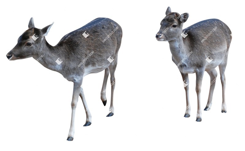 Other animal png animal cut out (8492)