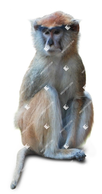 Other animal png animal cut out (8051)