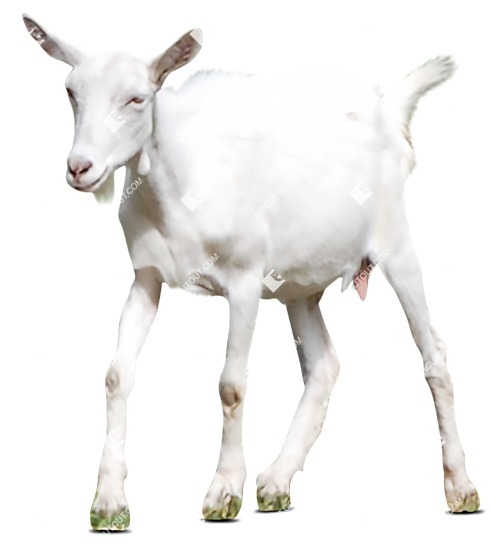 Other animal png animal cut out (7964)