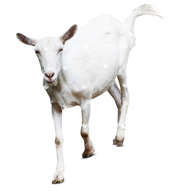 Other animal png animal cut out (7859)