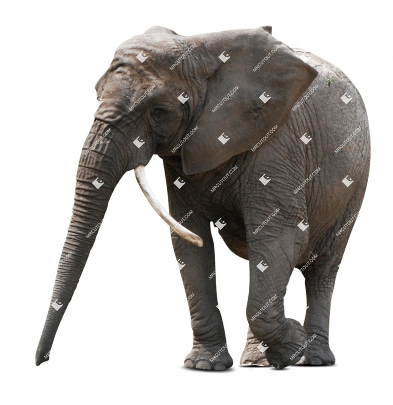 Other animal png animal cut out (8087)