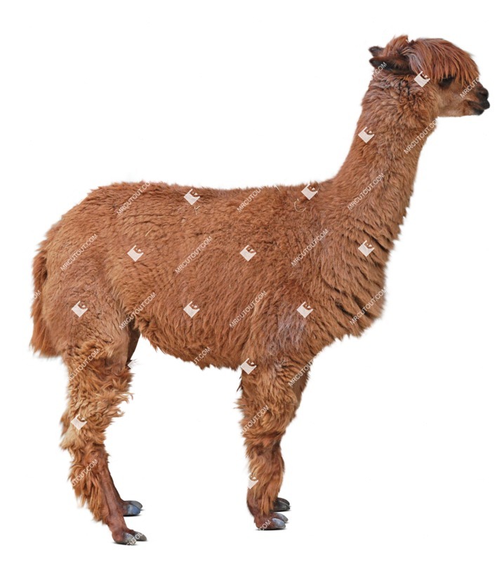 Other animal cut out animal png (8124)