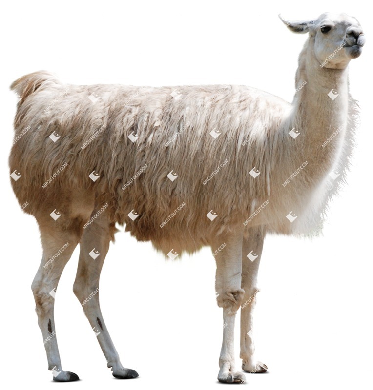 Other animal cut out animal png (8230)