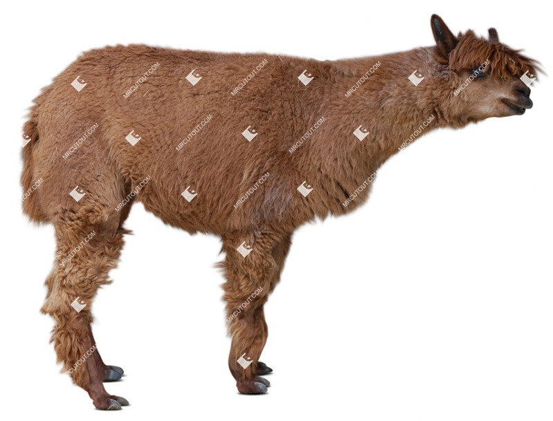 Other animal cut out animal png (8229)