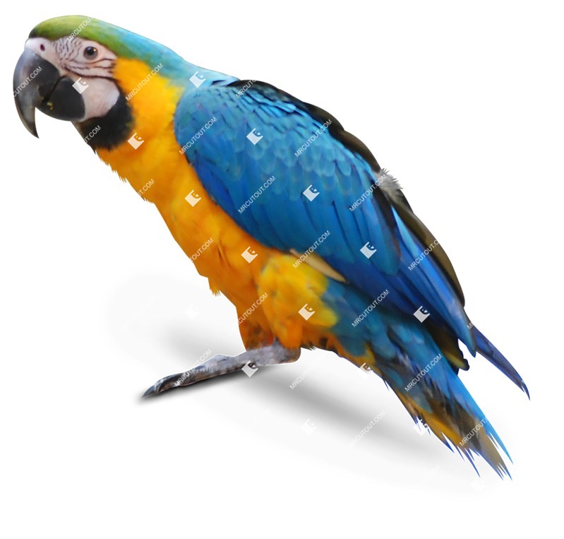 Other animal cut out animal png (8159)