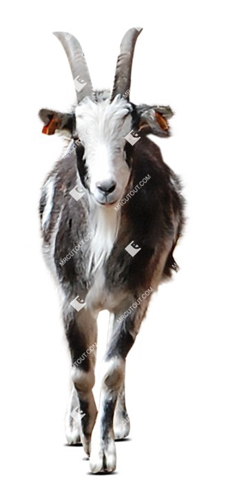 Other animal cut out animal png (8190)