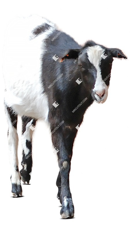 Other animal cut out animal png (8158)