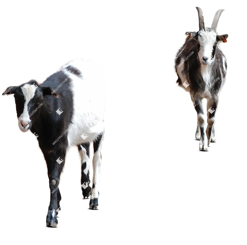 Other animal cut out animal png (8125)