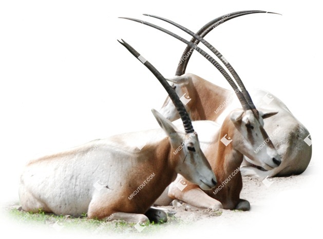 Other animal cut out animal png (7926)
