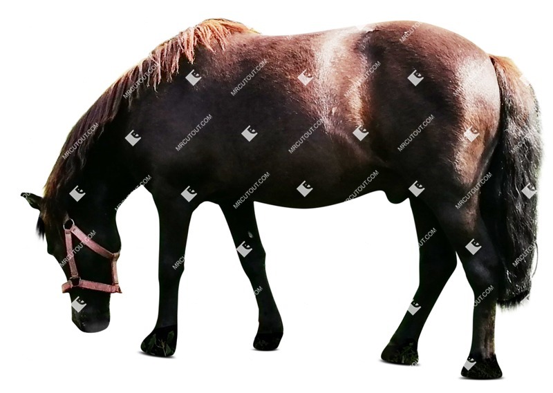 Other animal cut out animal png (8694)