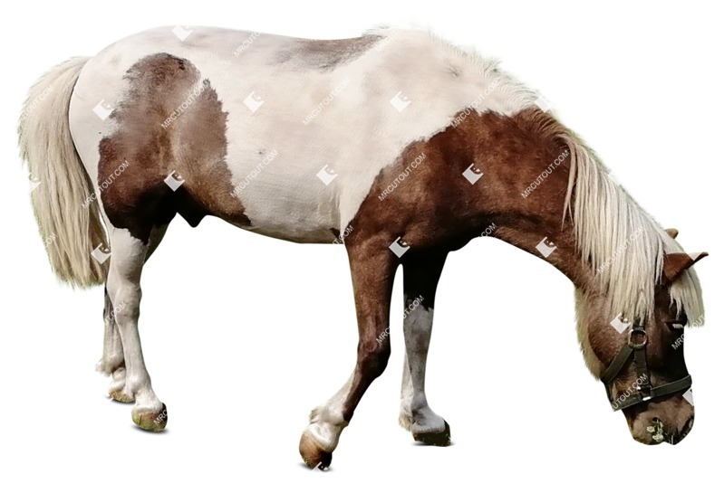 Other animal cut out animal png (8728)