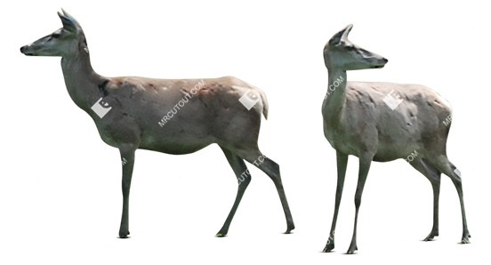 Other animal cut out animal png (8658)