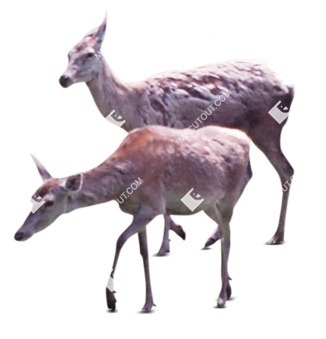 Other animal cut out animal png (8562)