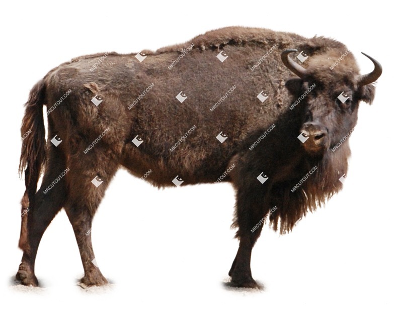 Other animal cut out animal png (8561)