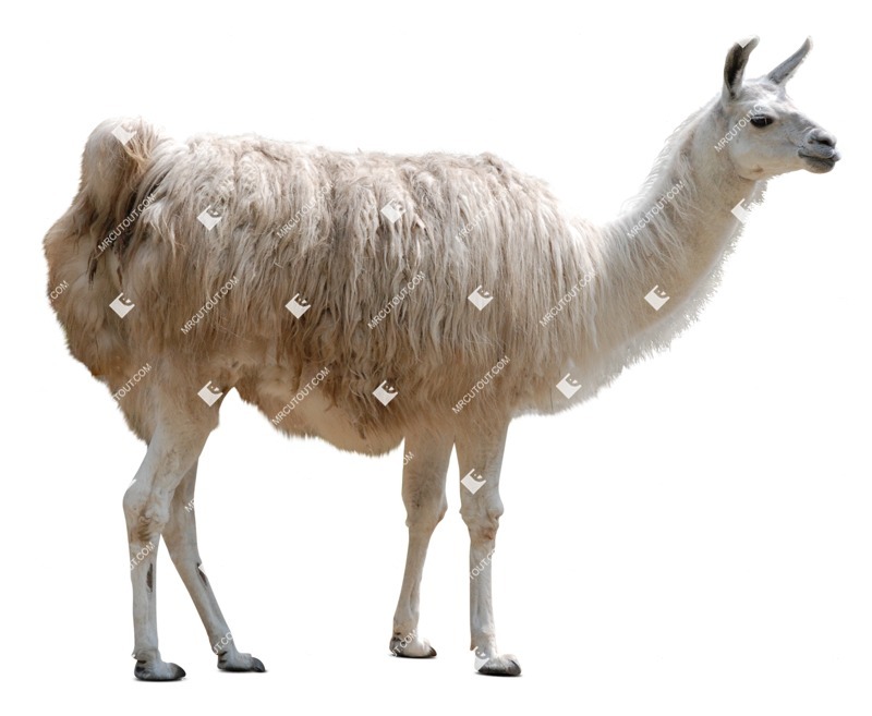 Other animal cut out animal png (8449)