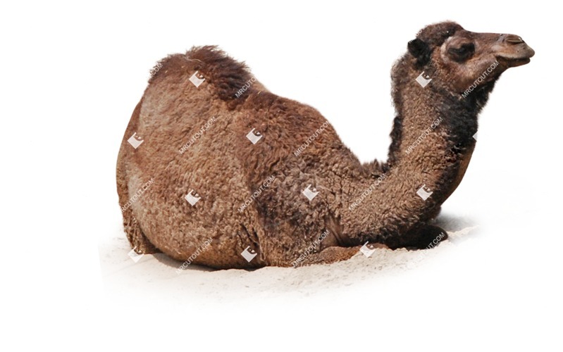 Other animal cut out animal png (8412)