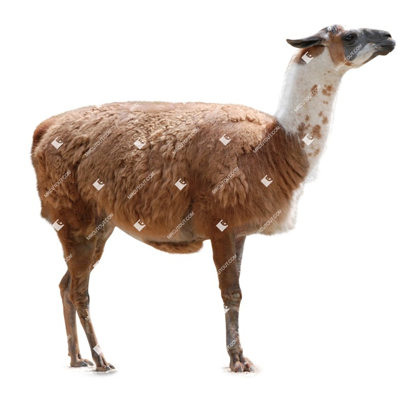 Other animal cut out animal png (8411)