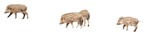 Other animal cut out animal png (8570) - miniature