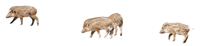 Other animal cut out animal png (8727)