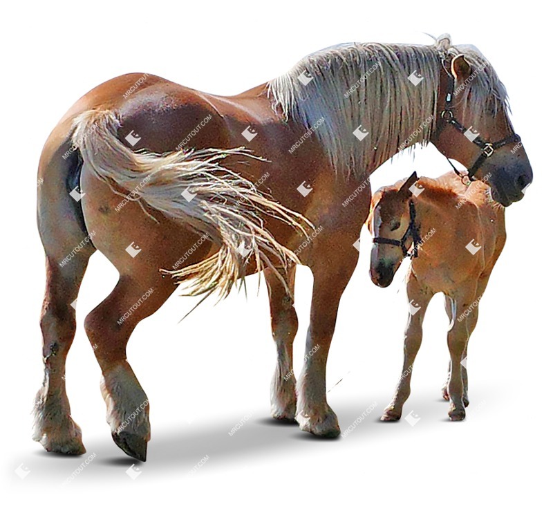 Other animal cut out animal png (9456)