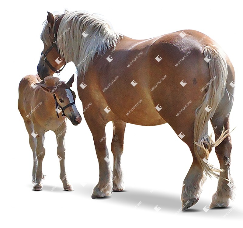 Other animal cut out animal png (9457)
