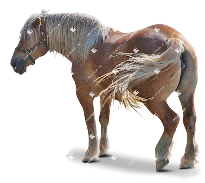 Other animal cut out animal png (9458)