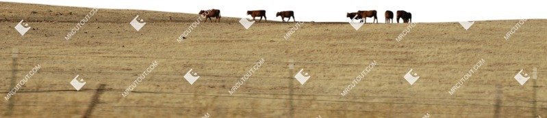 Other animal fields other background cut out animal png (6124)